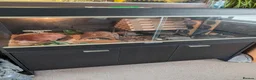 Corn Snake reptiles for sale: Gorgeous corn snake with viv and full set up in Clynderwen - Advert 7