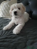 Maltese dogs - Advert 13