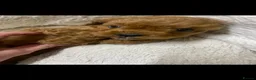 Cavapoo dogs for sale: Cavapoo babies  - Advert 11