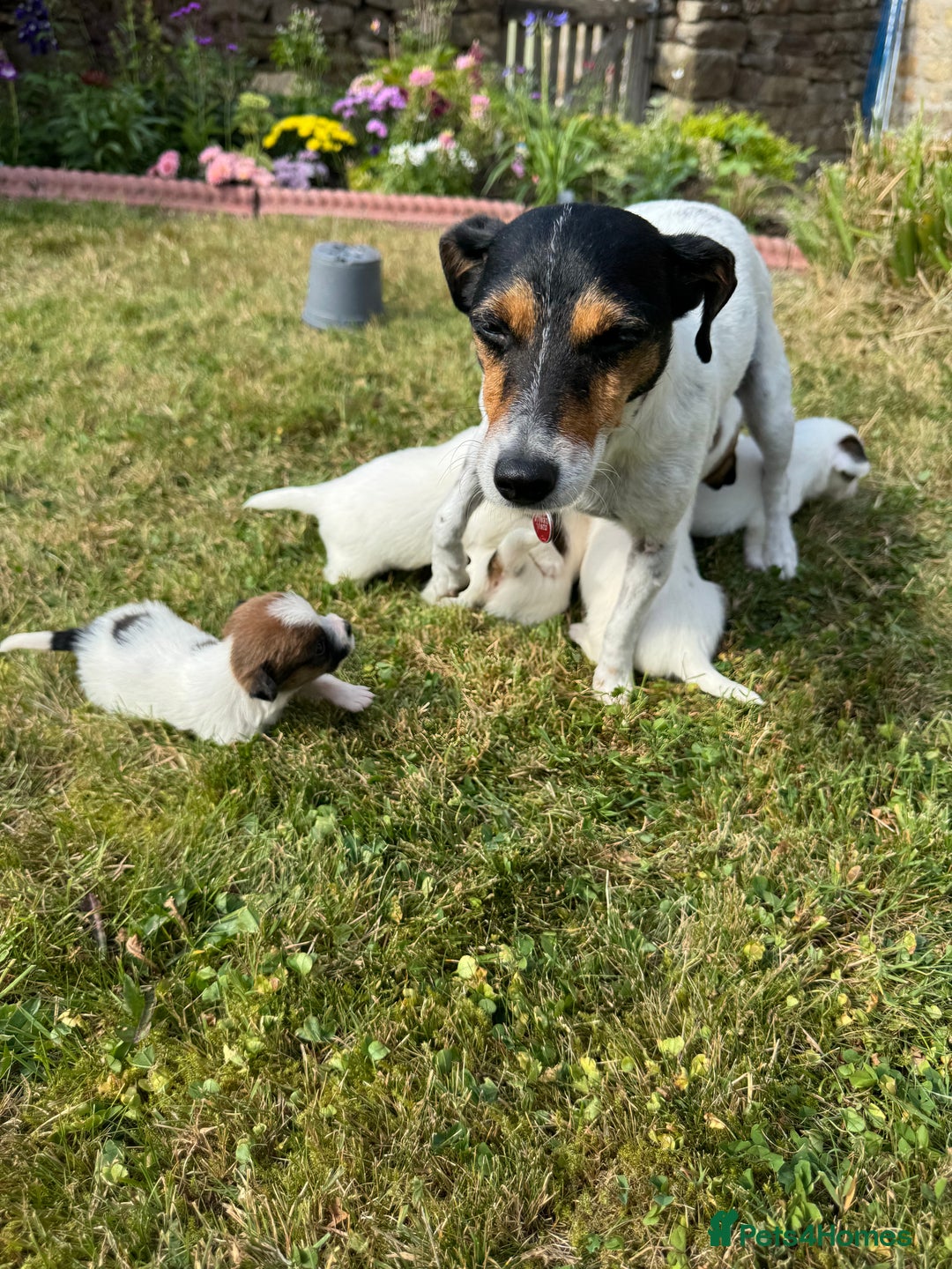 Jack Russell dogs for sale: Pedigree Jack Russell Puppies  - Image 7