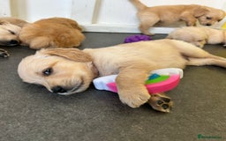 Golden Retriever dogs for sale: Golden retriever puppies for sale  - Image 8