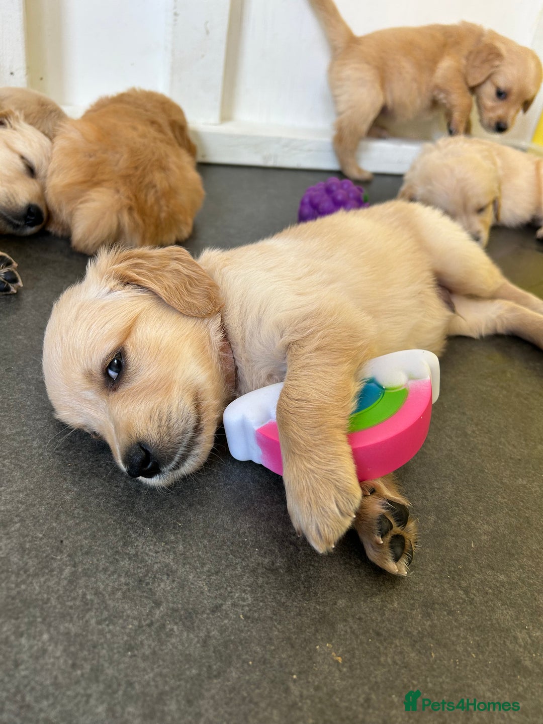 Golden Retriever dogs for sale: Golden retriever puppies for sale  - Image 8