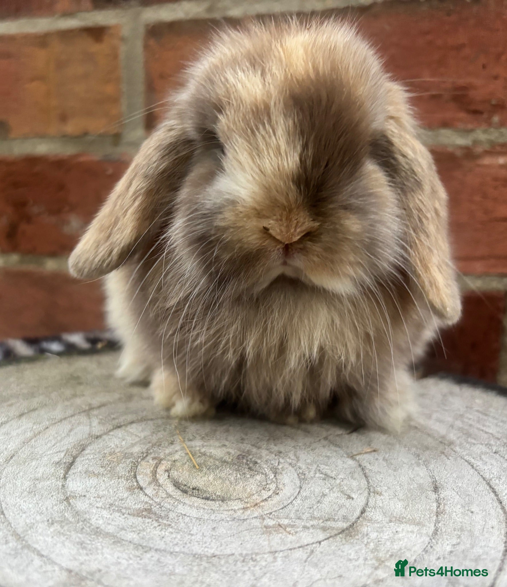 Mini Lop rabbits Pure bred baby pedigreed mini lops  - Advert 2