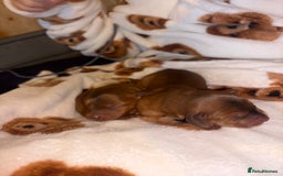 Mixed Breed dogs for sale: ❣️ beautiful Puppie’s ❣️ - Image 13