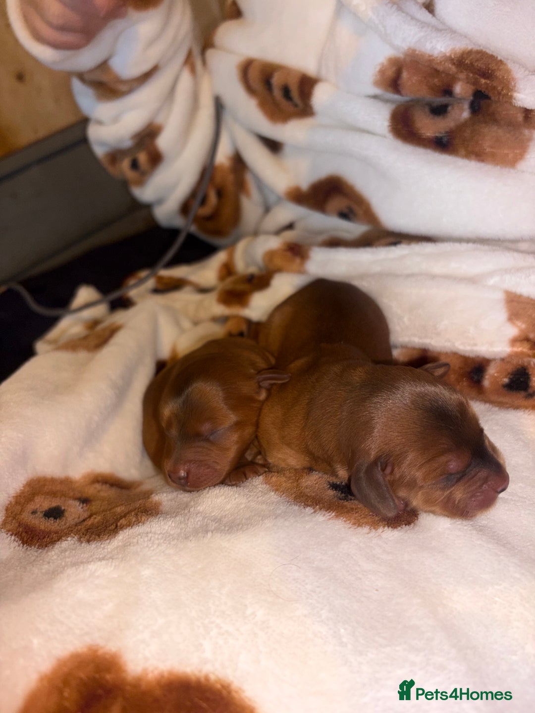 Mixed Breed dogs for sale: ❣️ beautiful Puppie’s ❣️ - Image 13