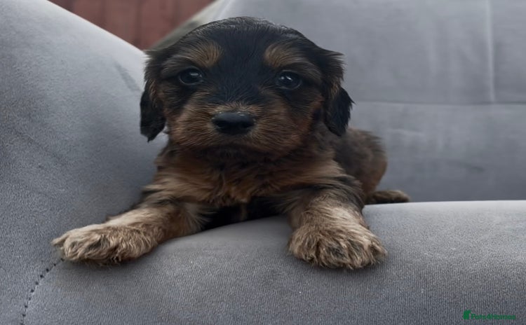 Cockapoo dogs - Advert 9