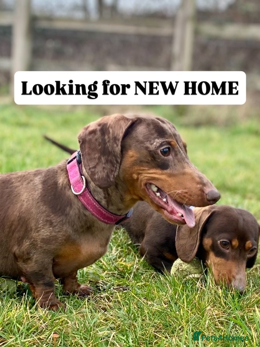 Miniature Dachshund dogs Perfect Family Pet - Advert 3