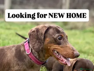 Miniature Dachshund dogs Perfect Family Pet - Advert 6