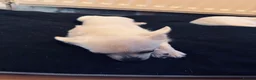 Chihuahua dogs for sale: White Apple head chihuahua - Advert 3