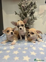 Chihuahua dogs Chihuahua - Advert 9