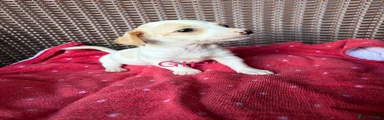Jack Russell 5