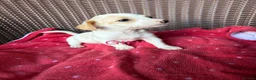 Jack Russell dogs for sale: Jack Russell puppies  - Advert 8