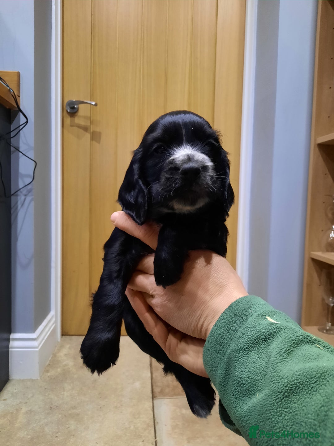 Cocker Spaniel dogs for sale: Cocker Spaniel Puppies - Advert 5