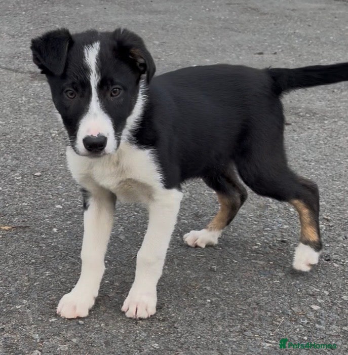 Border Collie dogs for sale: ⭐️2 Male Collie Sheepdog Pups⭐️ in Lampeter - Advert 2