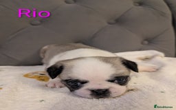Pug dogs for sale: Pug Puppies - Image 26