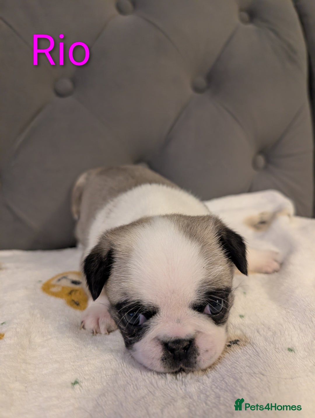 Pug dogs for sale: Pug Puppies - Image 26