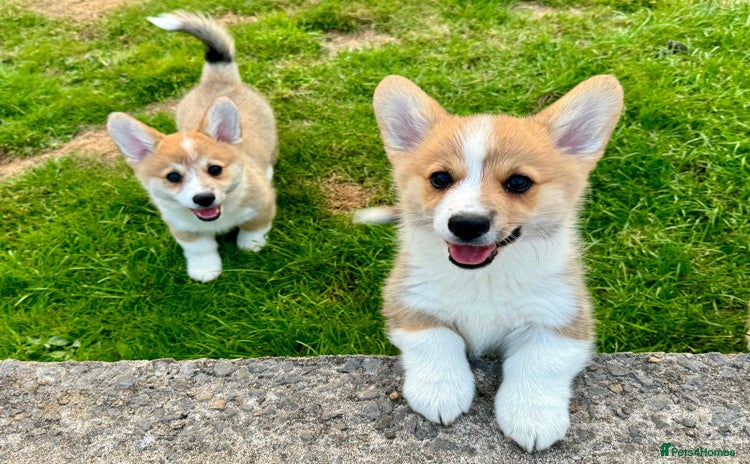 Welsh Corgi Pembroke dogs - Advert 3