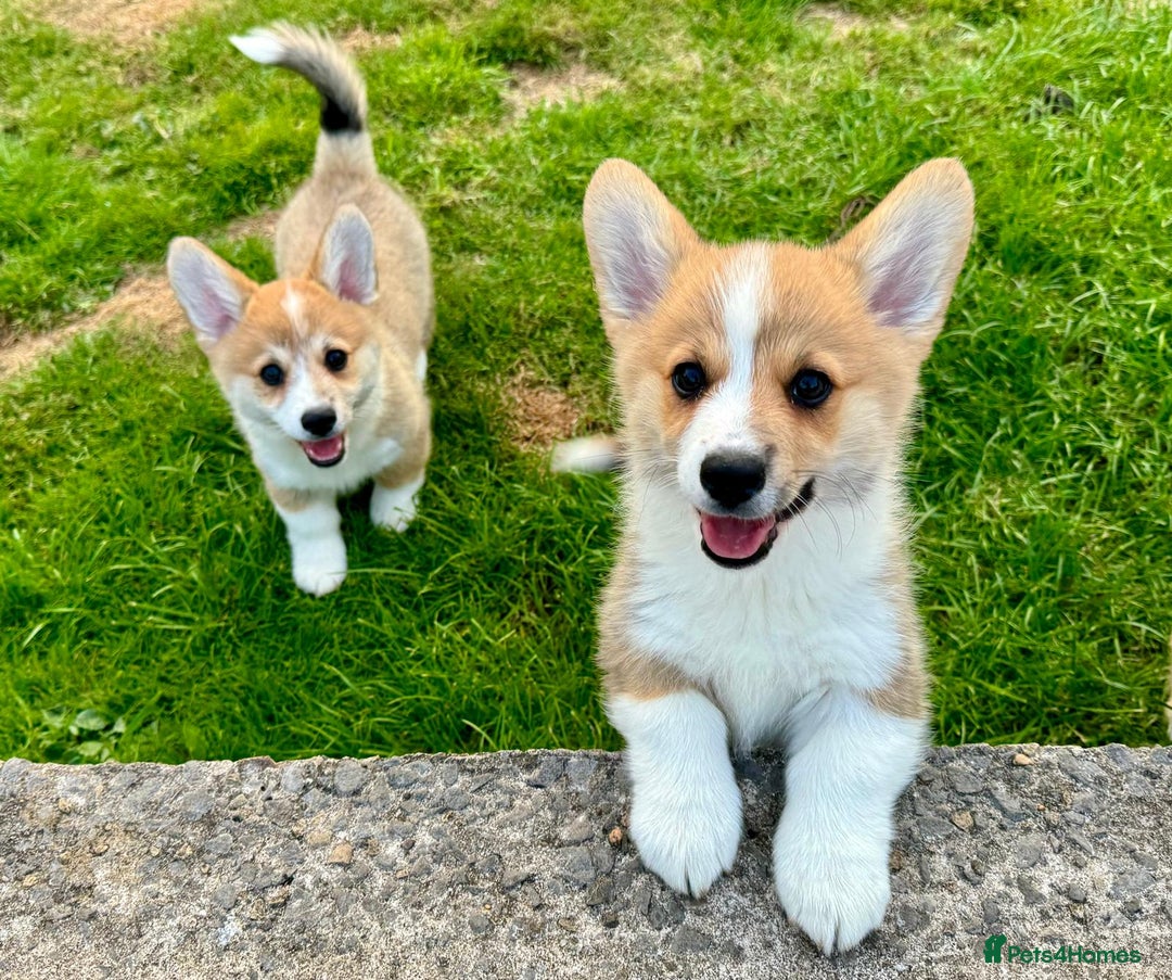 Welsh Corgi Pembroke dogs for sale: Only 2 boys remaining. Ready to go now.  - Image 1