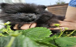Pomeranian dogs for sale: KC registered  ** mall black Pomeranian Boys - Image 5
