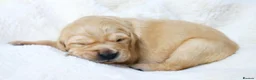 Golden Retriever dogs for sale: KC Golden Retriever from Health Tested Parents - Advert 7