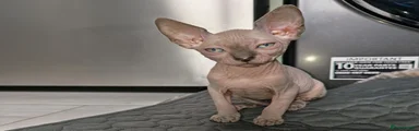 Sphynx x ragdoll boy