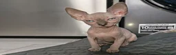 Mixed Breed cats for sale: 🐾READY NOW🐾 SPHYNX X RAGDOLL KITTENS 2 LEFT  - Advert 32