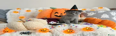 British shorthair kitten 4