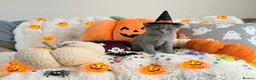 Brazilian Shorthair cats for sale: Pedigree British Shorthair kittens for sale  - Advert 6