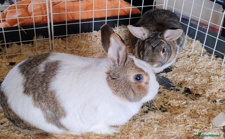 English rabbits - Advert 14