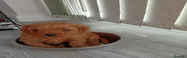 Cavapoo Puppy 3