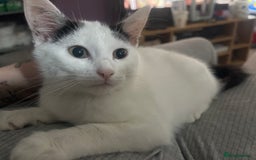 British Shorthair cats for sale: Female cat - Image 1