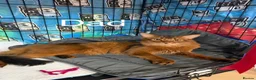 Abyssinian cats for sale: TICA Registered Abyssinian × Somali Kittens - Advert 6