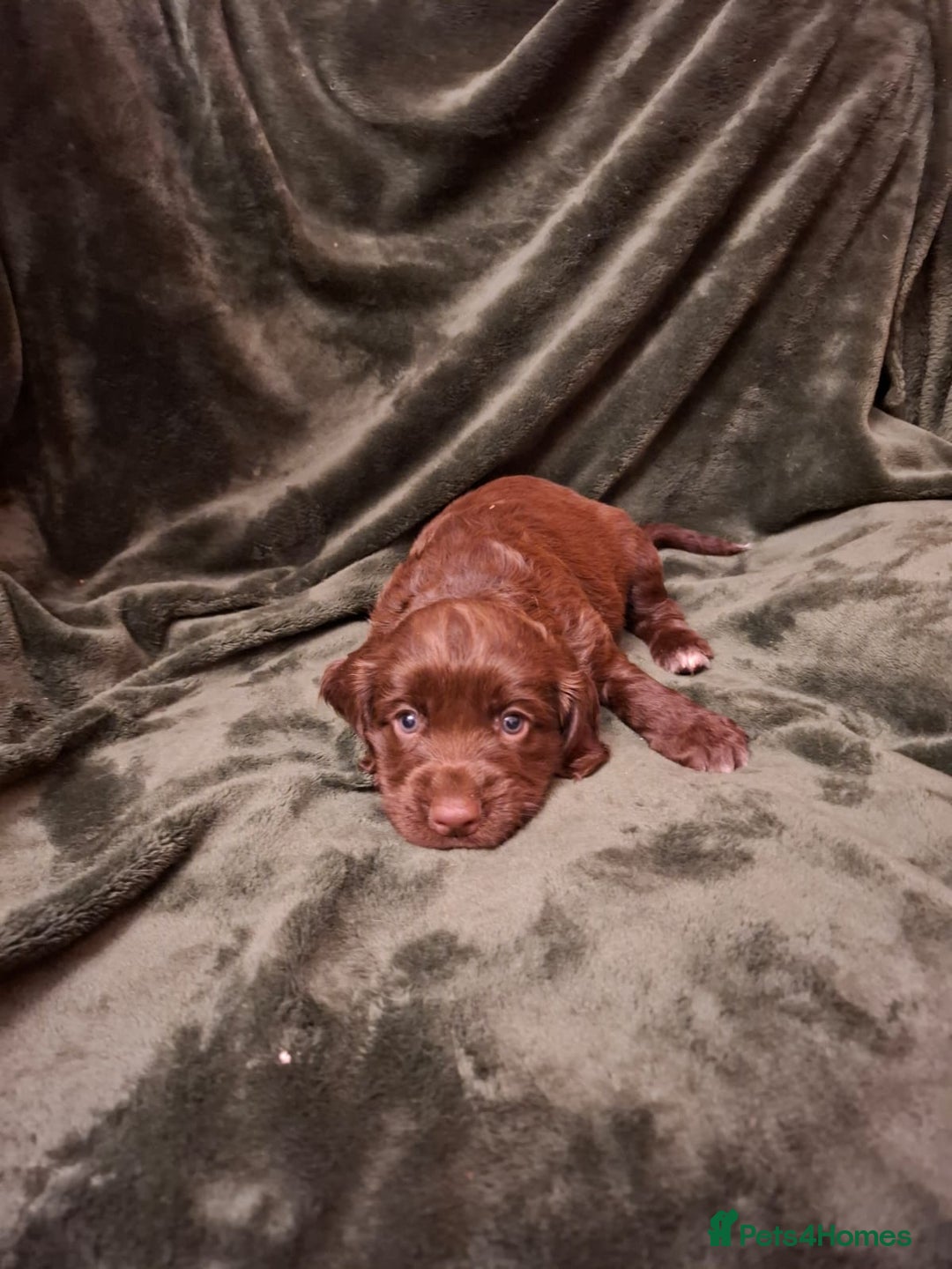 Cockerdor dogs for sale: Rare coloured stunning Cockerdor pups  - Image 7
