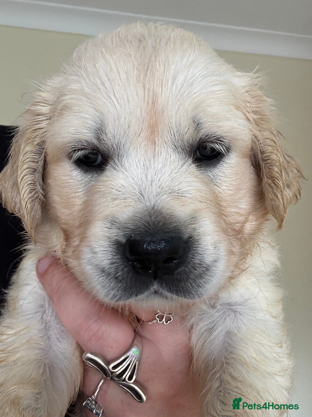 Golden Retriever dogs for sale: Two female Golden Retriever puppies left - Image 4