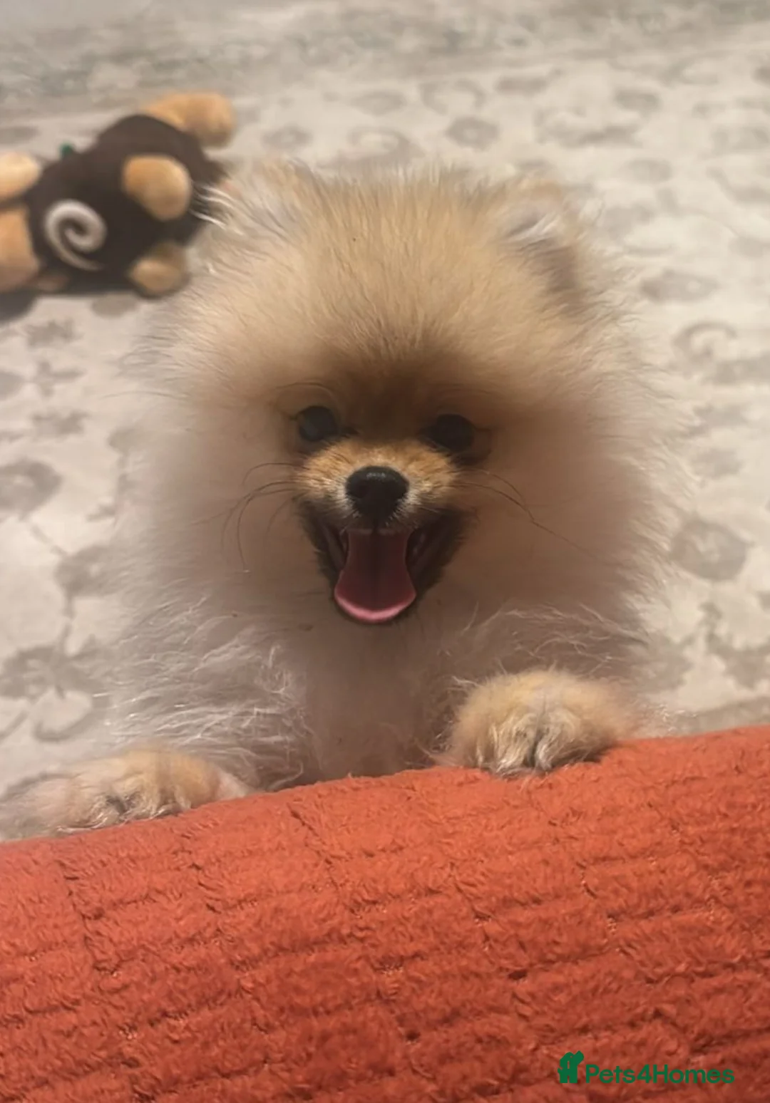 Pomeranian dogs for sale: Pomeranian puppy  - Advert 3