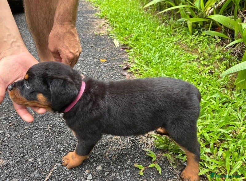 Rottweiler dogs for sale: Healthy Pure chunky big bone puppies in Chichester - Advert 3