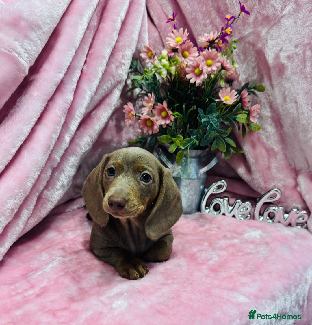 Miniature Dachshund dogs for sale: Miniature dachshunds - Advert 35