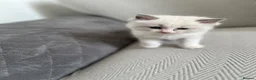 Ragdoll cats for sale: TICA REGISTERED RAGDOLL KITTENS - Advert 11