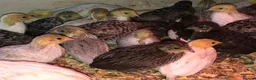 Quail poultry for sale: QUAIL HATCHING EGGS/CHINESE PAINTED BUTTONS - Advert 12