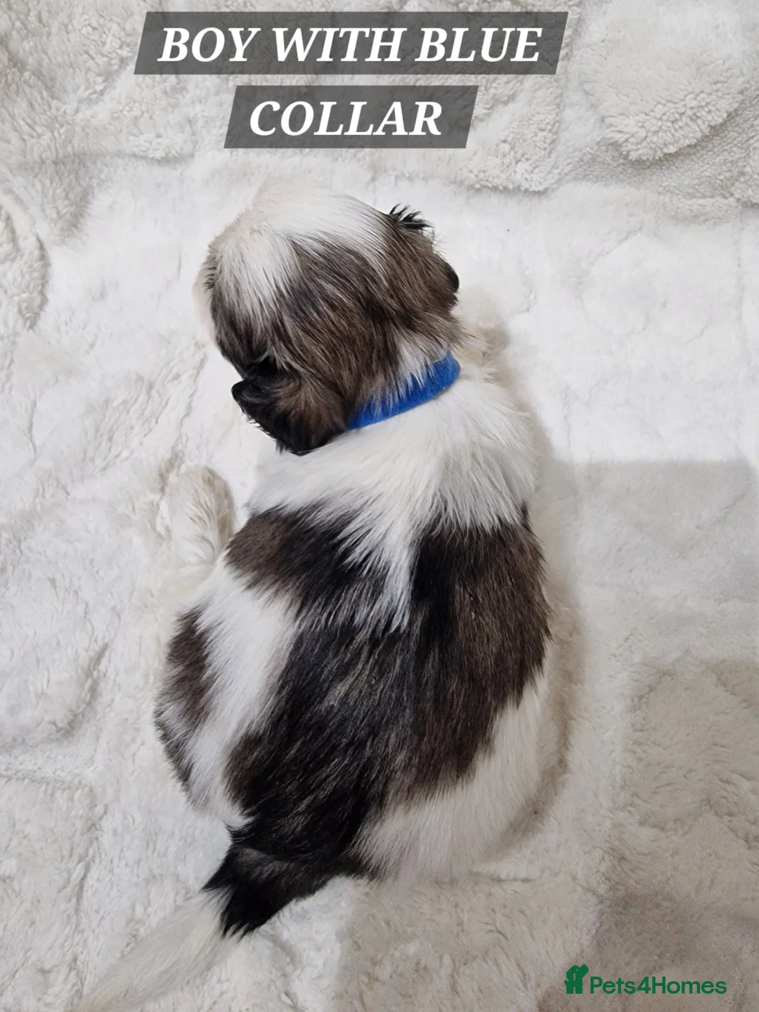 Shih Tzu dogs for sale: Pure breed Shih Tzu puppy - Advert 1