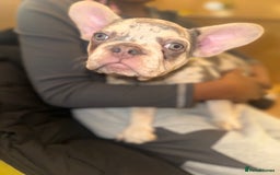 French Bulldog dogs for sale: French bulldog puppies fluffy carriers  - Image 36