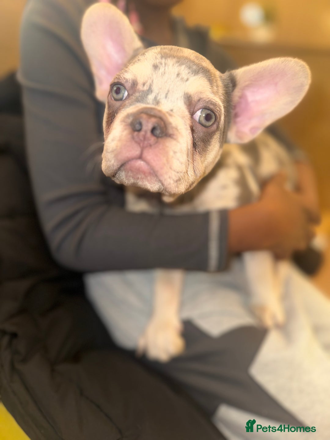 French Bulldog dogs for sale: French bulldog puppies fluffy carriers  - Image 36