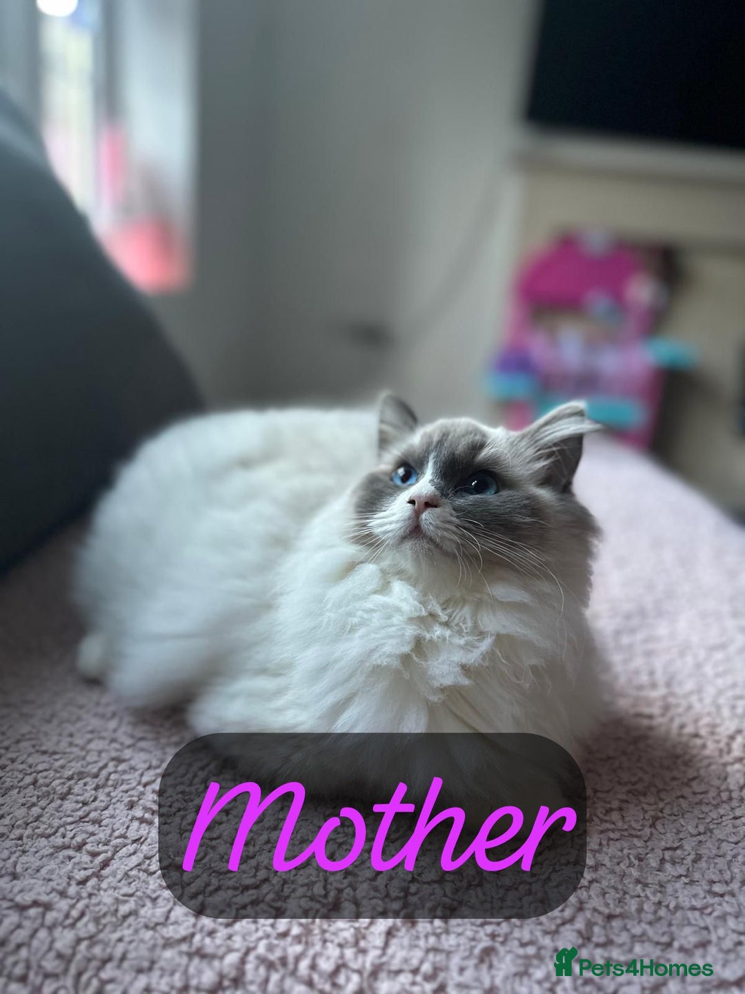 Ragdoll cats for sale: 📍1 FEMALE LEFT!🍼GCCF REGISTERED🐾 - Advert 23