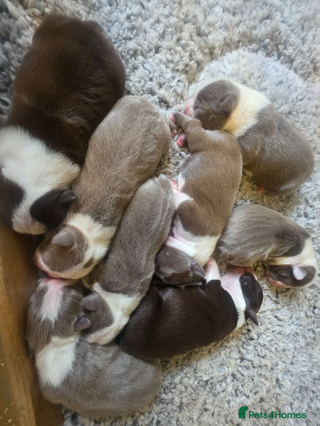 Boston Terrier dogs for sale: Chunky, Big and Beautiful KC Bostons  in Doncaster - Advert 2