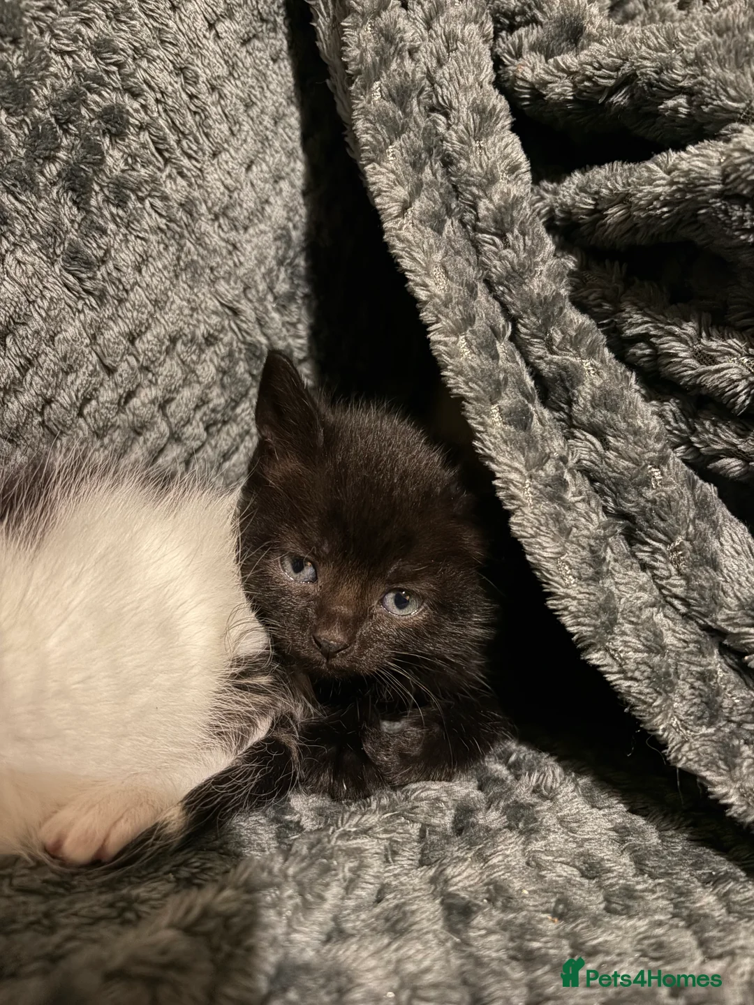 Mixed Breed cats for sale: Kittens  - Advert 13