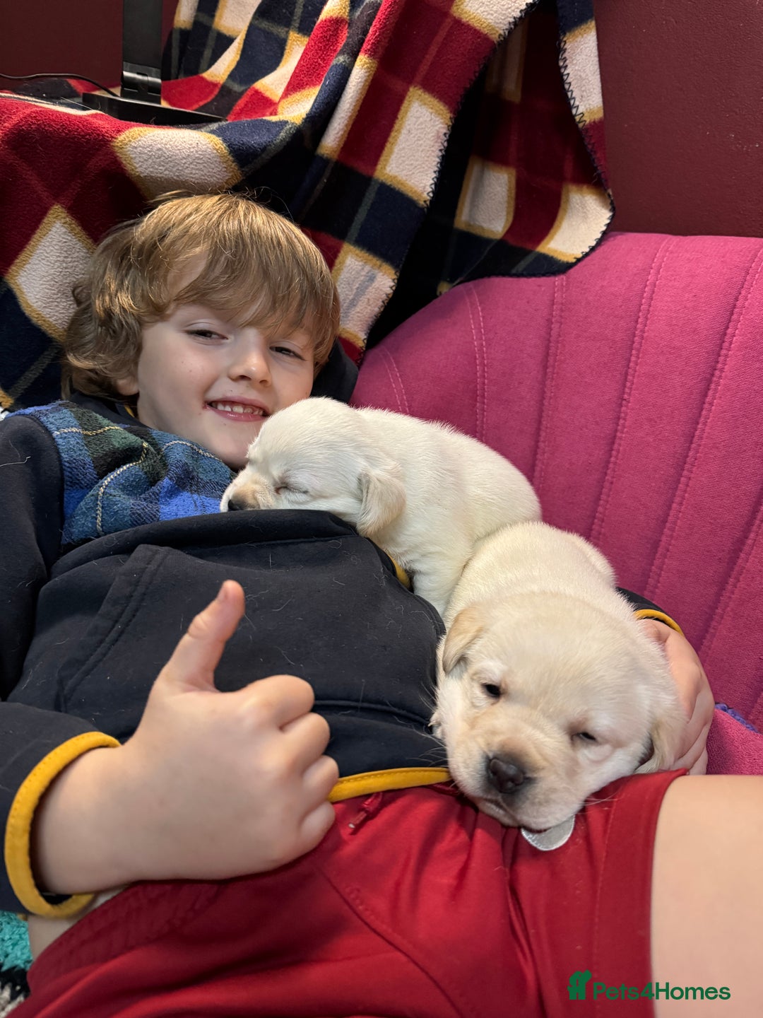 Labrador Retriever dogs for sale: KC, Champion Pedigree ,Extensively Health Tested - Image 14