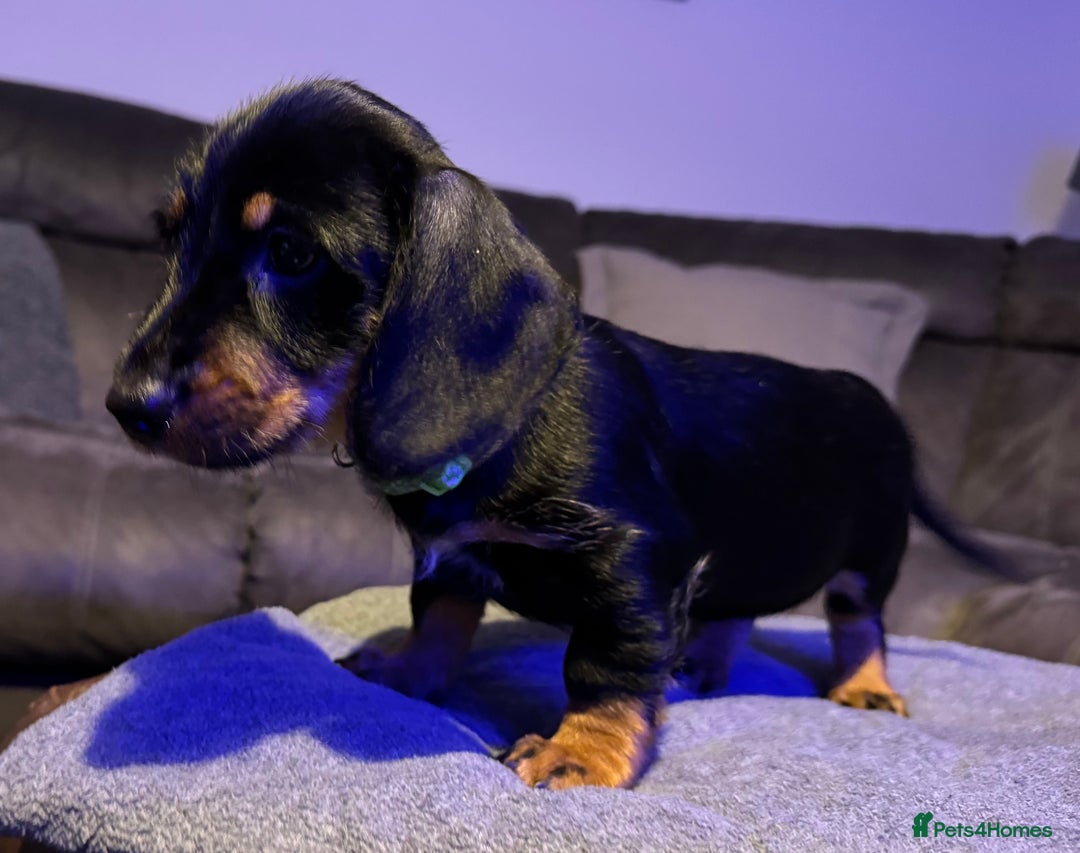 Dachshund dogs for sale: Gorgeous Standard wire haired & smooth Dachshunds - Advert 26