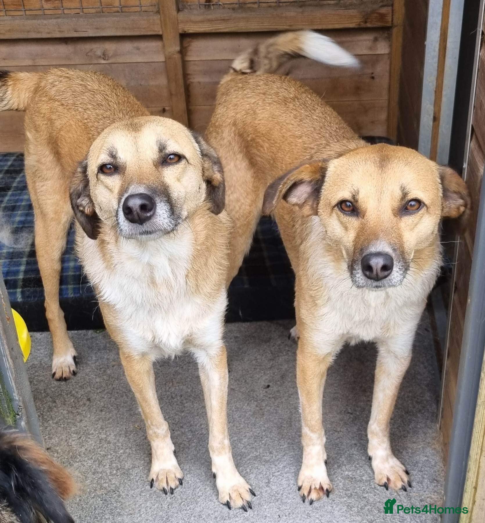 Mixed Breed dogs Tessa and Tosca -looking for a home together in Ayr - Advert 13