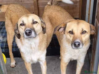 Mixed Breed dogs in Ayr - Advert 18