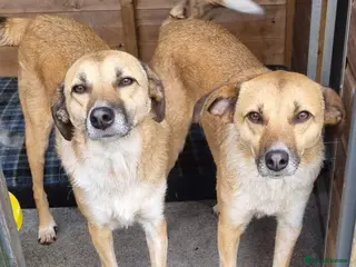 Mixed Breed dogs Tessa and Tosca -looking for a home together in Ayr - Advert 12